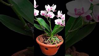 Try this method of expert orchid growers orchids will bloom more and longer plants orchid short [upl. by Ahen]