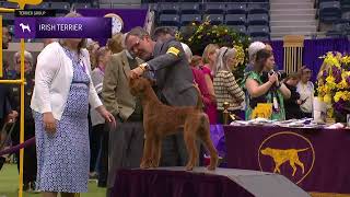 Irish Terriers  Breed Judging 2024 [upl. by Eentroc]