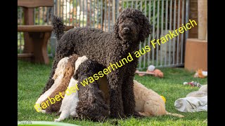 Barbet  Der wasserhund aus Frankreich [upl. by Elka]