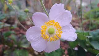 Wild White Poppy Papaver somniferum L flowers nature beautiful plants [upl. by Analat597]