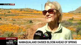 Namaqualand daisies bloom ahead of spring [upl. by Baron]