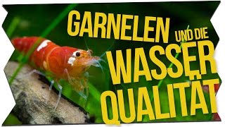 GARNELEN amp DIE WASSERQUALITÄT  GarnelenTv [upl. by Ocirne]