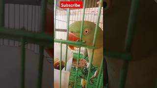 talkingparrot mytalkingparrot parrottalking parrot birds channelsubscribe Rajasthanivlogs [upl. by Nodyl]