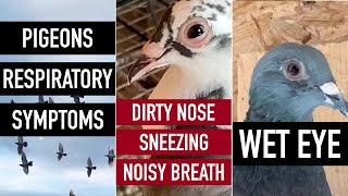 Pigeons Respiratory Symptoms Inflamed Wet Eye Dirty Nose Sneezing Noisy Breath [upl. by Esenwahs]