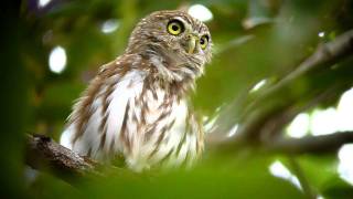 Caburé  Glaucidium brasilianum  Ferruginous PygmyOwl [upl. by Sisile]