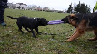 Staffordshire bull terrier vs German shepherd [upl. by Bouton]