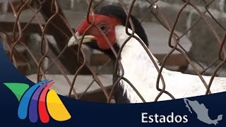 Cría de animales exóticos para comercializarlos  Noticias del Estado de México [upl. by Anekam]