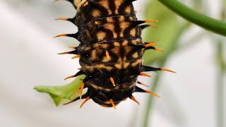 Ornithoptera priamus × Troides aeacus  caterpillar to butterfly  hybrid [upl. by Renruojos988]