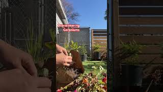 Overwintering my geraniums  first time to use this method keep in a paperbag upsidedown [upl. by Bendix]