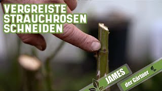 Verjüngungskur für vergreiste Strauchrosen  James der Gärtner [upl. by Muriel374]