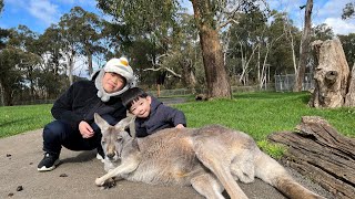 Travel with kids to Adelaide  Feed Kangaroos at wildlife park  Mount Lofty Summit  Hahndorf Inn [upl. by Cohn209]