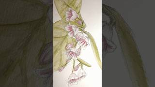 Spreading Dogbane art watercolor sketch drawing [upl. by Yniatirb]