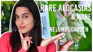 Plant Unboxing Rare ALOCASIAS amp SYNGONIUM  Nelumbogarden [upl. by Waddington]