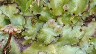 Marchantia  A genus of liverworts [upl. by Wyne]