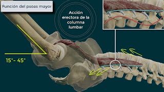 Psoas Iliaco Origen Inserción Función e Inervación [upl. by Ennoid]