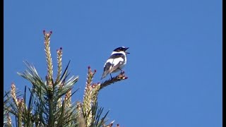 Collared Flycatcher  Withalsvliegenvanger [upl. by Antonino]