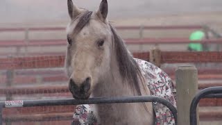 LES Haven Ranch gives blind horses a new vision on life [upl. by Cressi697]