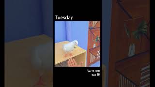 Ms brothers loft new my king birds pigeon subscribe support viralvideo shortvideo [upl. by Hebner]