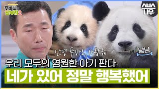 이제 먼 여행을 떠나는 푸바오의 이야기🐼 국내 최초 아기 판다의 탄생부터 마지막 이별의 순간 그리고 강철원 사육사의 감동의 편지🥹안녕 푸바오푸바오와할부지2 l SBSNOW [upl. by Dora]