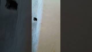 how to fix a laminated plywood on a wadrobe back using wood glueprofessional glue [upl. by Peter484]