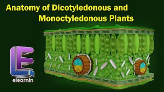 Anatomy of Dicotyledonous and Monoctyledonous  Anatomy of Flowering Plants  Class 11 Biology [upl. by Cleo]