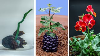 Plants Growing Time Lapse Compilation 484 Days [upl. by Devonna]