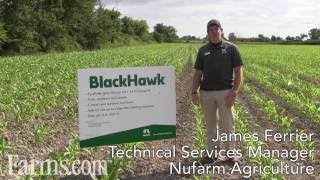 Nufarms BlackHawk Herbicide Controls Tough Weeds [upl. by Irallih]