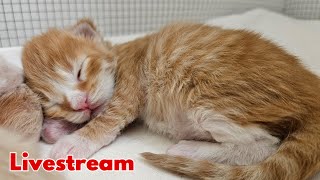 Kittens Livestream  7 Days Old [upl. by Carmela691]