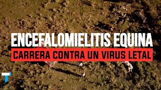 ENCEFALOMIELITIS EQUINA Carrera contra un virus letal [upl. by Benilda]