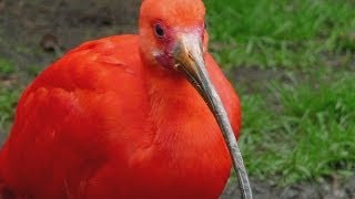 VOGEL DES MONATS APRIL  Roter Ibis  Scarlet Ibis  WeltVogelpark Walsrode [upl. by Dj]