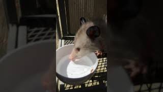 My opossum was thirsty [upl. by Aryl]