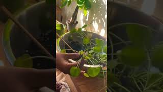 repotting Peppa back togetha fyptiktok fypyoutube plantcare houseplants [upl. by Adrianna930]