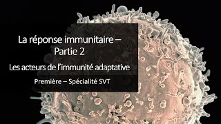 Cours Spé SVT 1eres  Immunité 2  Les acteurs de limmunité adaptative [upl. by Goldy986]