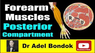 How do you Remember Every Muscle in the Forearm Posterior Compartment Dr Adel Bondok [upl. by Sivia]