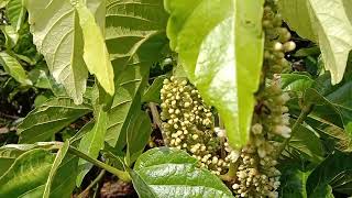 Tanaman Viral Guarana amp Trigona Itama [upl. by Fidole666]