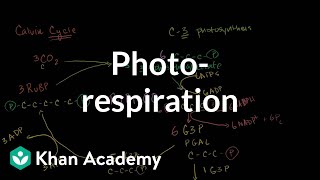 Photorespiration [upl. by Anelim]