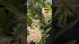 3 Best orchid growing tips [upl. by Yllaw]