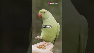 Parrots Mimicking Human Speech Natures Talking Wonders [upl. by Irrahs]