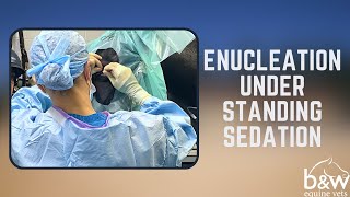 Enucleation under Standing Sedation  Equine Surgery  BampW Equine Hospital [upl. by Haim]