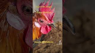 Găină de Jungla Gallus Bankiva Bankiva Jungle Fowl birds mpgbirds hobby music [upl. by Ardra]