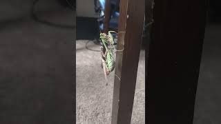 Mantis Mating Season [upl. by Summons]