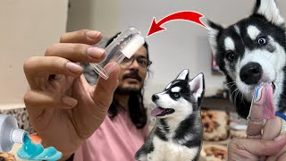 My Dog Tried Toothpaste Went Wrong 🚨 Husky vs Rottweiler  Oral Care Tips  Review reloaded [upl. by Raynold]