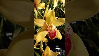 NoID Cymbidium Orchid in full bloom cymbidium semihydro flowers [upl. by Reffotsirhc]