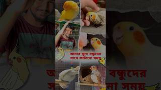 Khude Bondhuder Sathe Anondor Din Amar Lovebird Cockatiel amp Fincher Kando shorts birds [upl. by Killion437]