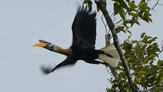 Knobbed Hornbill Rhyticeros cassidix male Tangkoko Sulawesi Indonesia 13 Aug 2014 33 [upl. by Anirehtak]