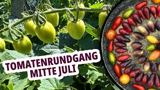 Meine Tomaten im Juli  Sortenvorstellungen [upl. by Leynwad26]