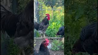 🐓 Michel vs Miguel  battle of Silverudds Blå and Serama chickens rooster hühner farmanimals [upl. by Convery]