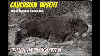 Caucasian Wisent Bison bonasus caucasicus [upl. by Egreog]