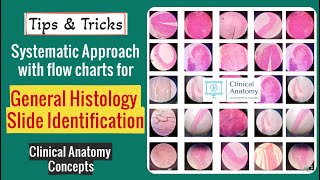 General Histology Slide Identification Tips amp Tricks I Histology Spotters I CCAnatomy [upl. by Constant]