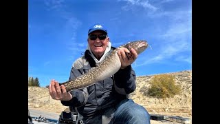 Burbot  Catching Filleting and Preparing Burbot Ceviche [upl. by Laeria]